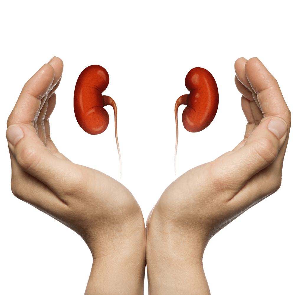 Value Based Kidney Care — hands holding kidneys
